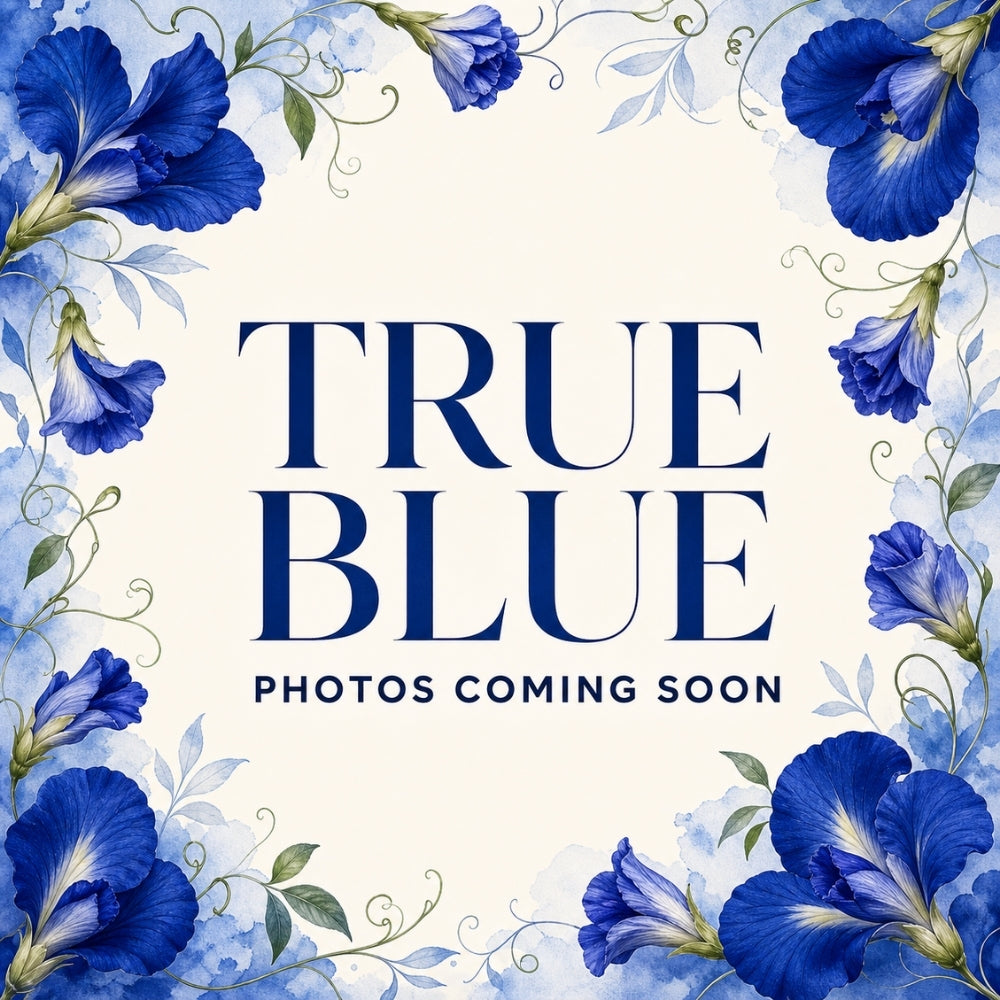 True Blue product photos coming soon, framed by blue butterfly pea flowers.