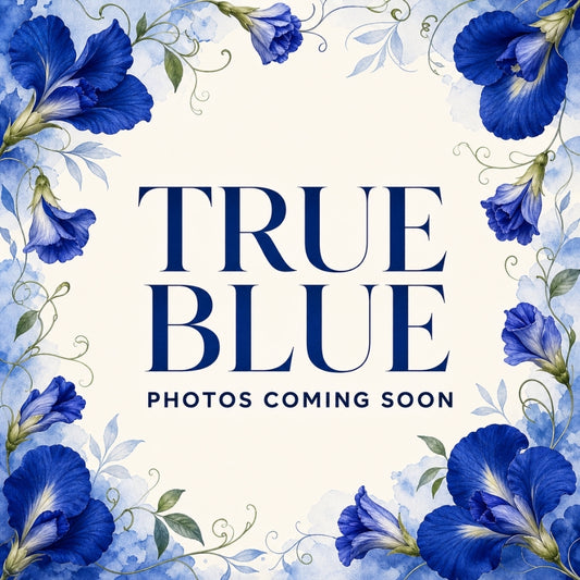 True Blue product photos coming soon, framed by blue butterfly pea flowers.