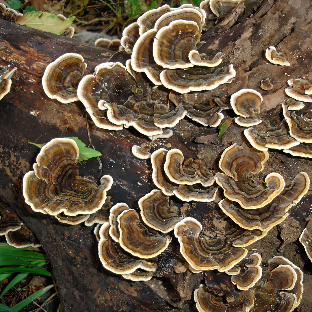TRUE BLUE MEDICINAL MUSHROOM 2
